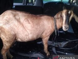 Polisi tangani komplotan pencuri ternak kambing warga di Ogan Ilir