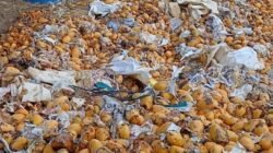 KPPBC Melaksanakan Pemusnahan Barang Illegal Dihalaman Belakang KPPBC Tipe Madya Pabean B Dumai
